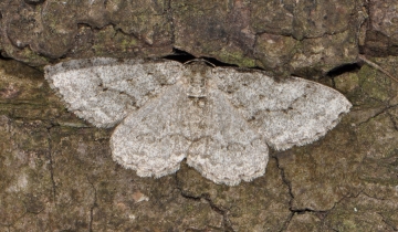 Ectropis crepuscularia