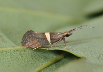 Eidophasia messingiella