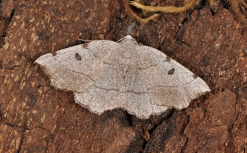 Eilicrinia trinotata