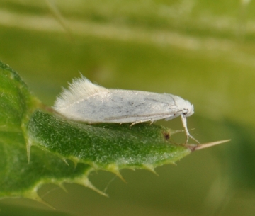 Elachistidae: Elachista argentella
