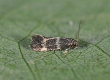 Elachista kilmunella