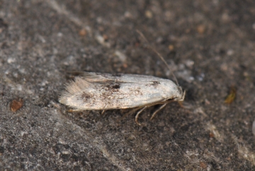 Elachista maculicerusella