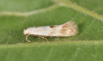 Elachista maculicerusella