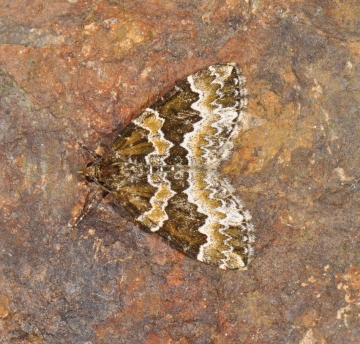 Electrophaes corylata