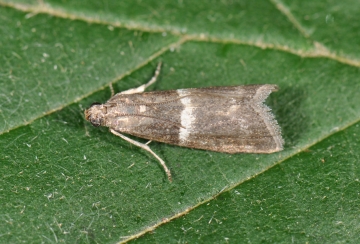 Elegia similella