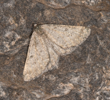 Elophos unicoloraria