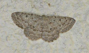 Elophos vittaria