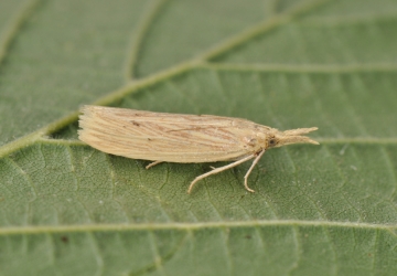 Ematheudes punctella