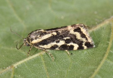 Acontia trabealis