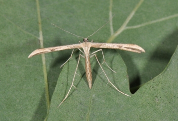 Emmelina monodactyla