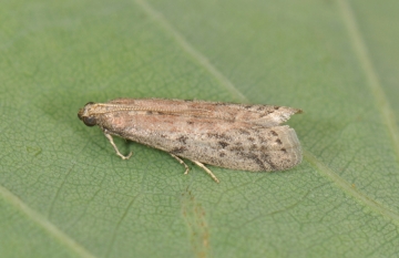Ephestia unicolorella