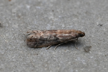 Ephestia woodiella