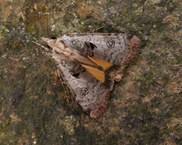 Epilecta linogrisea