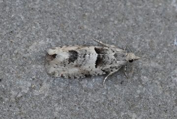 Epinotia bilunala