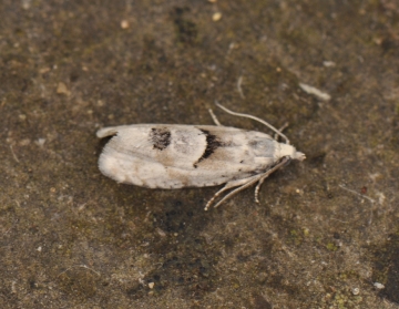 Epinotia bilunala