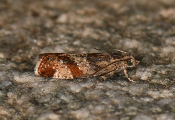 Epinotia cruciana