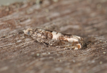 Epinotia demarniana