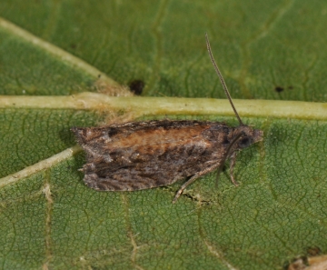 Epinotia nisella