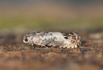 Epinotia subocellana