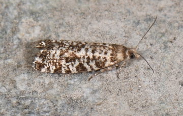 Epinotia tedella