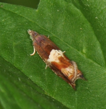 Epinotia tenerana