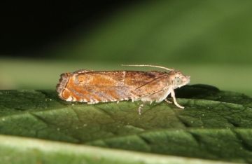 Epinotia tenerana