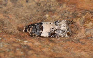 Epinotia thapsiana