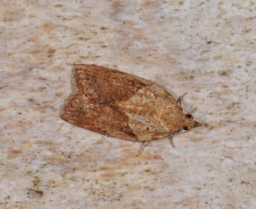 Epiphyas postvittana