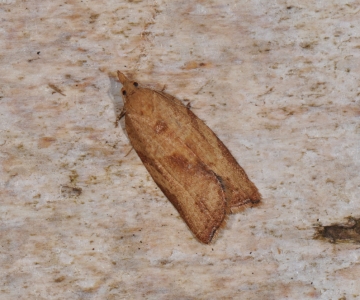 Epiphyas postvittana