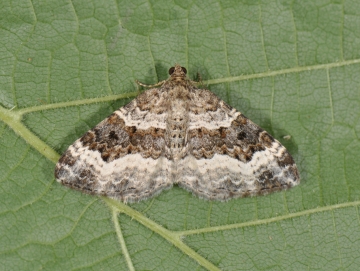 Epirrhoe alternata