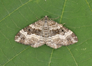 Epirrhoe alternata