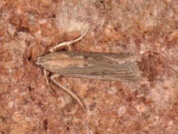 Epischnia illotella