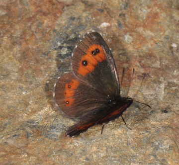 Erebia ligea