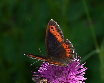 Erebia ligea