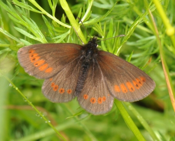 Erebia melampus