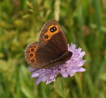 Erebia meolans