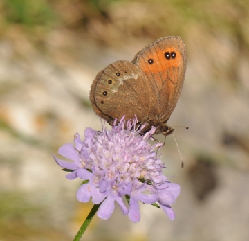 Erebia meolans