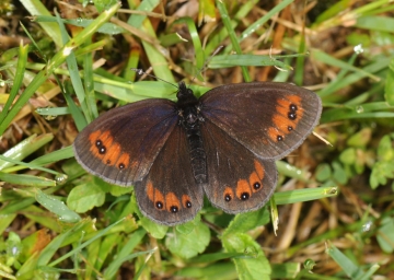 Erebia meolans