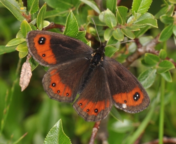 Erebia montanus
