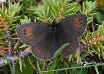 Erebia nivalis