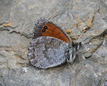 Erebia nivalis