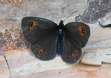 Erebia ottomana