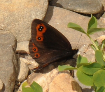 Erebia palarica