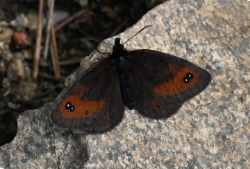 Erebia rhodopensis