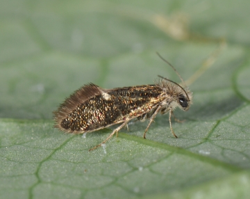 Eriocrania subpurpurella