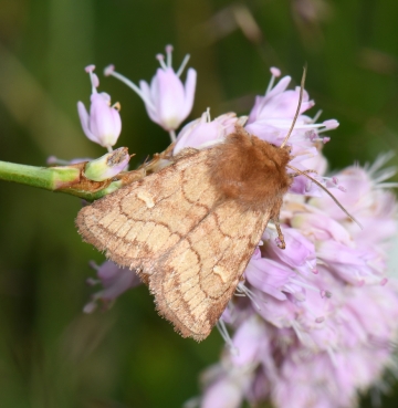 Eriopygodes imbecilla