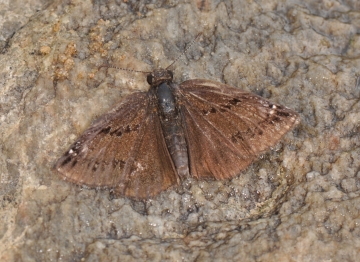 Erynnis marloyi