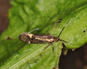 Esperia sulphurella