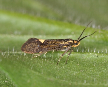 Esperia sulphurella