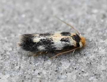 Nepticulidae: Etainia sericopeza